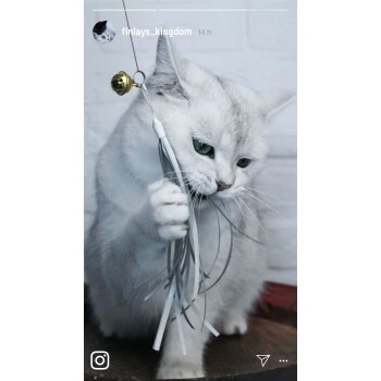 Kater Kasimir Deluxe Set Mit 9 Beliebten Katzenspielzeugen Aus Naturmaterial Und Handgemachtem CATDAD Armband – Bild 6