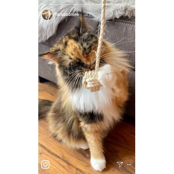 Kater Kasimir Deluxe Set Mit 9 Beliebten Katzenspielzeugen Aus Naturmaterial Und Handgemachtem CATDAD Armband – Bild 4