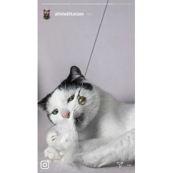 Kater Kasimir Premium Katzenangel Set Aus Buchenholz Mit 4 Handgemachten Anhängern – Bild 5