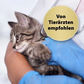 Felisept Home Comfort Beruhigungshalsband FĂŒr Katzen â Bild 4