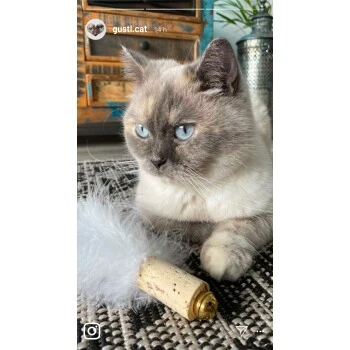 Kater Kasimir Deluxe Set Mit 9 Beliebten Katzenspielzeugen Aus Naturmaterial Und Handgemachtem CATDAD Armband – Bild 5