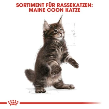 ROYAL CANIN Maine Coon Kitten 4 Kg – Bild 6