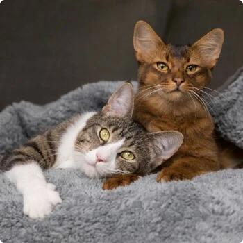 SELECT GOLD Pure Adult Rind 2,5 Kg – Bild 4