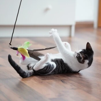 Schlitzohr Stabile Katzenangel Arnold – Bild 2