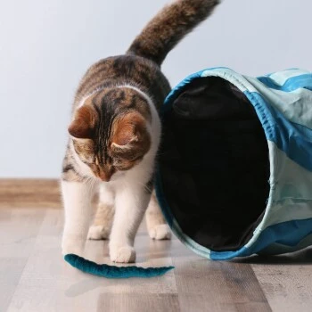 Kater Kasimir 3 Handgerollte Filzwürmchen Aus Schurwolle + 1 Mini-Flasche Katzenminze-Spray – Bild 3