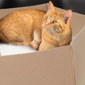 Canadian Cat Company Filzlounge AVA Beige M – Bild 2