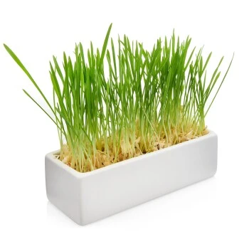 Canadian Cat Company Futterbar Cat Diner – Bild 5