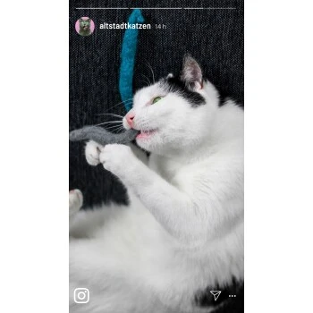 Kater Kasimir 3 Handgerollte Filzwürmchen Aus Schurwolle + 1 Mini-Flasche Katzenminze-Spray – Bild 5