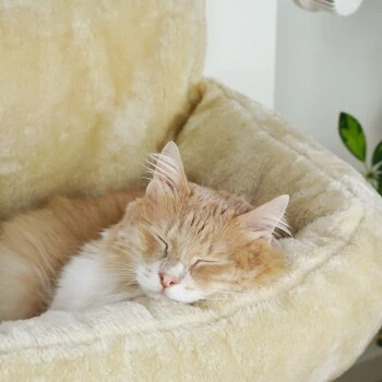 Schlitzohr Heizungsliege Lucky Beige – Bild 9