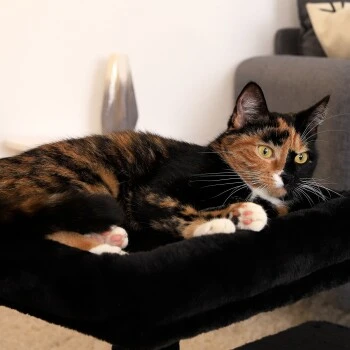 Lionto Kratzbaum 50 Cm Schwarz – Bild 4